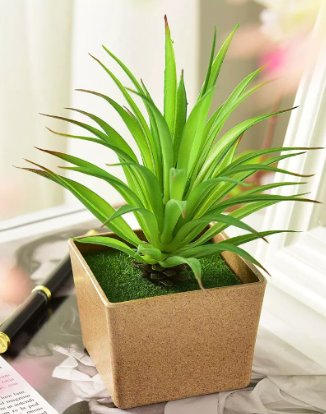 Plante de bureau