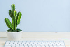 Plante cactus pour bureau