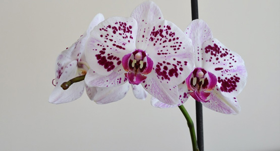Orchidée de bureau